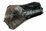 Fossil Iguanodon (Mantellisaurus) Tooth - England #279404-1